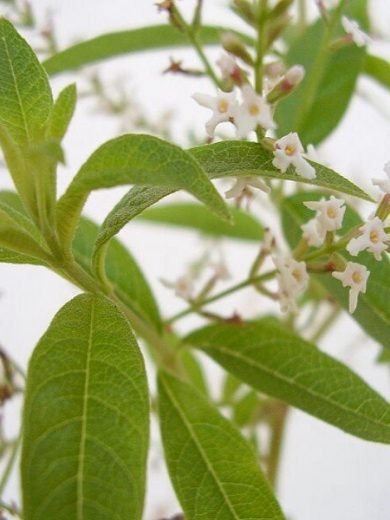 Verveine Citronnelle (Aloysia citrodora) Plant