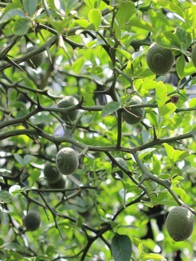 Citronnier Rustique du Nord (Poncirus trifoliata) Plant