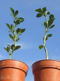 Citronnier Rustique du Nord (Poncirus trifoliata) Plant