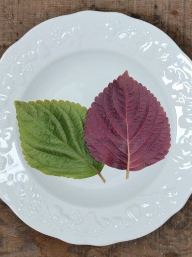 Perilla frutescens 'Britton' (Shiso bicolore) Graines