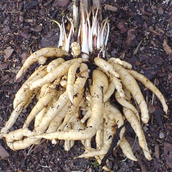 Sium sisarum (Chervis, Légume ancien) Graines