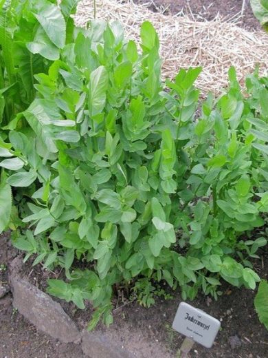 Sium sisarum (Chervis, Légume ancien) Graines