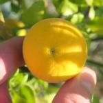 Citronnier Rustique du Nord (Poncirus trifoliata) Plant