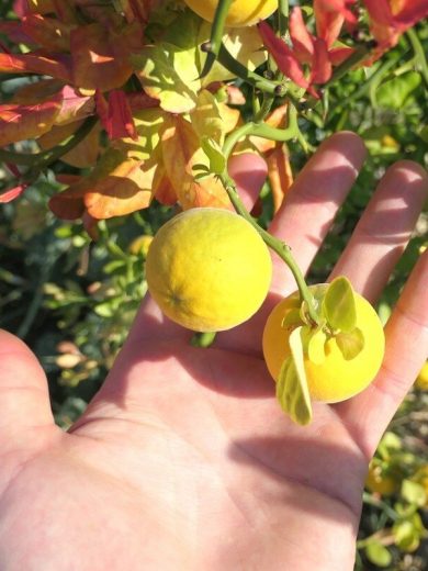 Citronnier Rustique du Nord (Poncirus trifoliata) Plant