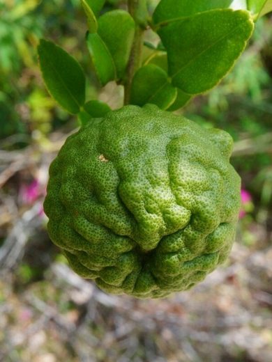 Combava (Citrus hystrix) Plant