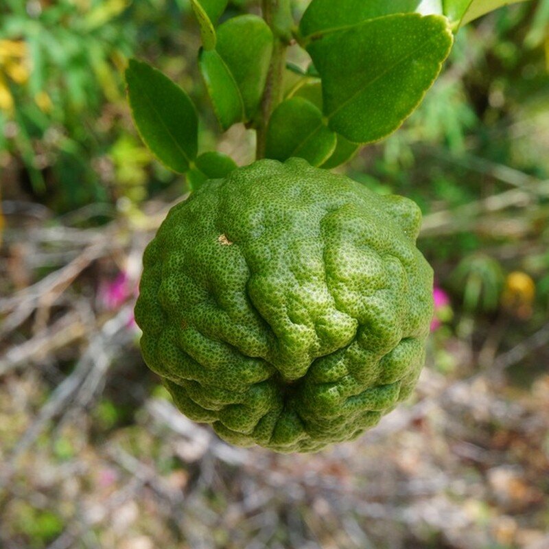 Combava (Citrus hystrix) Plant