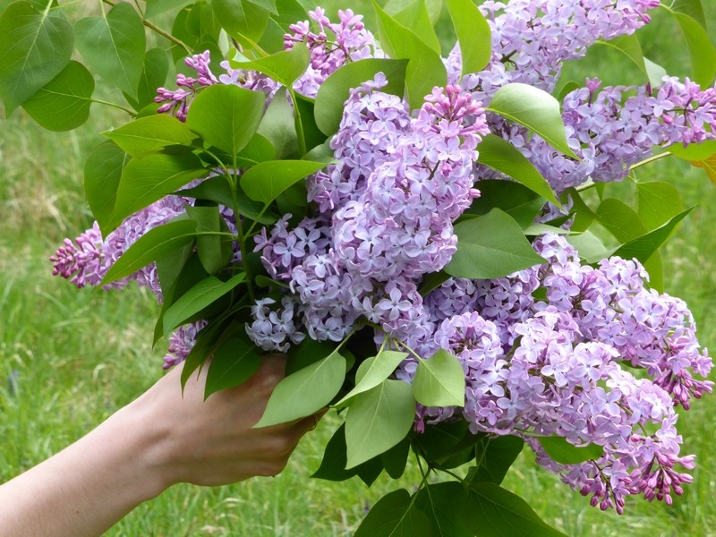 bouquet lilas