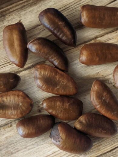 Asiminier, Paw Paw (Asimina triloba) Graines – Image 5