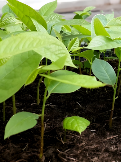 Asiminier, Paw Paw (Asimina triloba) Graines – Image 4