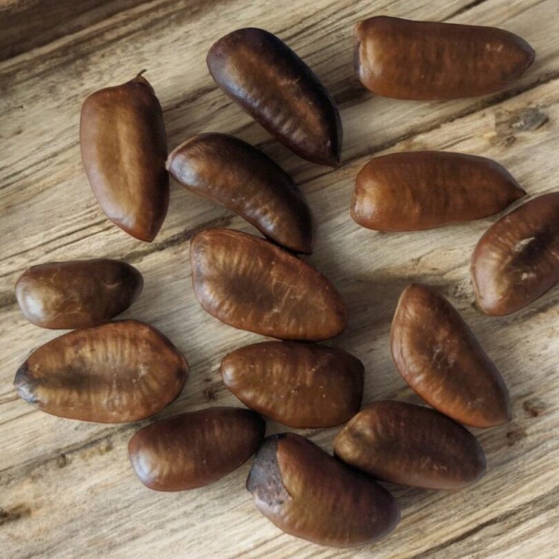 Asiminier, Paw Paw (Asimina triloba) Graines – Image 5
