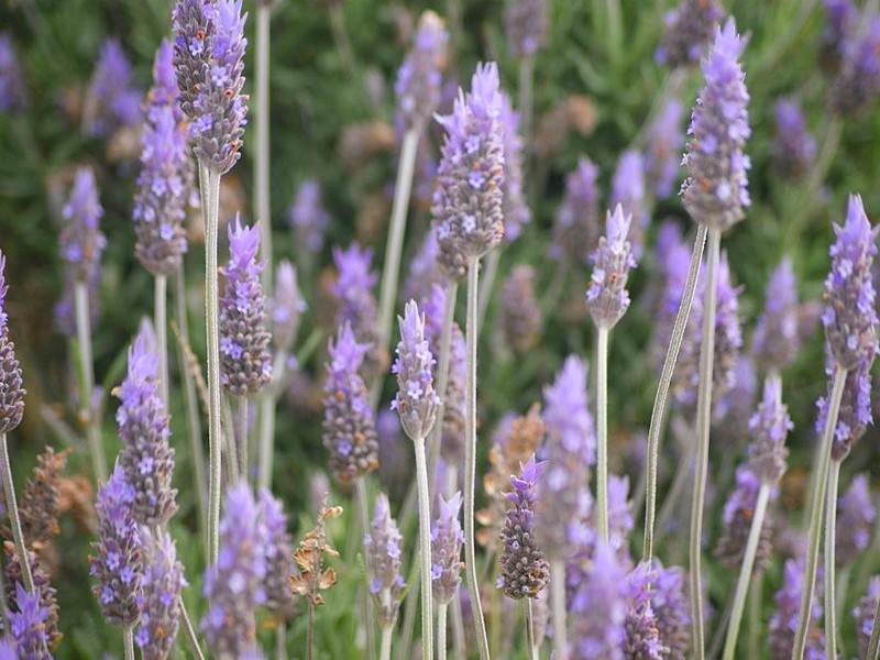 Valériane : Belle plante et utile - Jardin Biodiversité - Le Blog