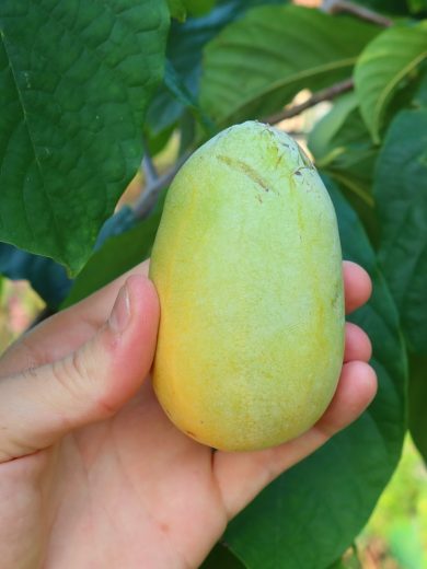 Asiminier, Paw Paw (Asimina triloba) Graines