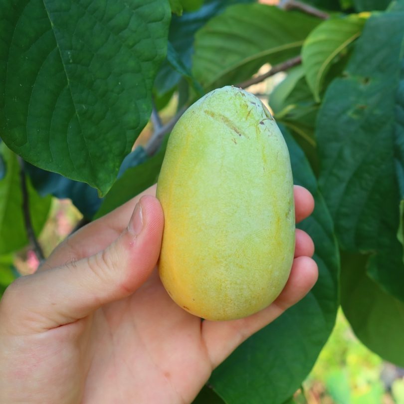 Asiminier, Paw Paw (Asimina triloba) Plant – Image 3