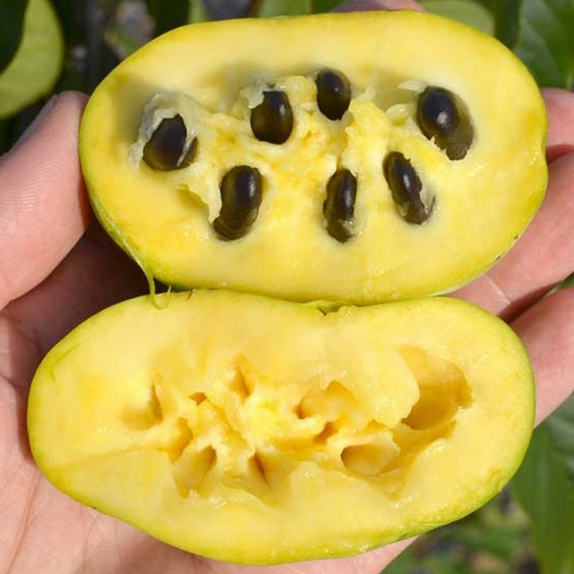 Asiminier, Paw Paw (Asimina triloba) Plant