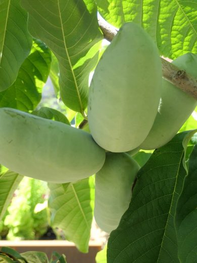 Asiminier, Paw Paw (Asimina triloba) Graines – Image 3
