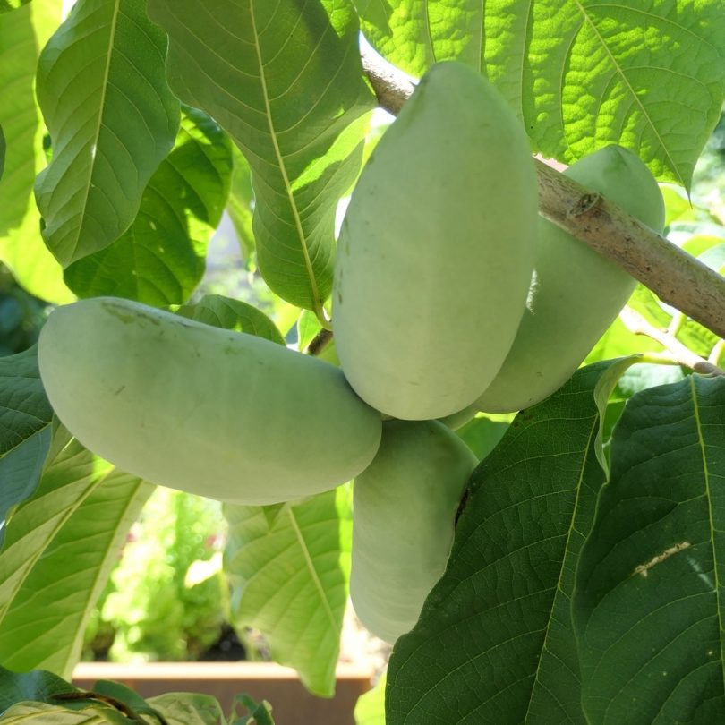 Asiminier, Paw Paw (Asimina triloba) Plant – Image 2