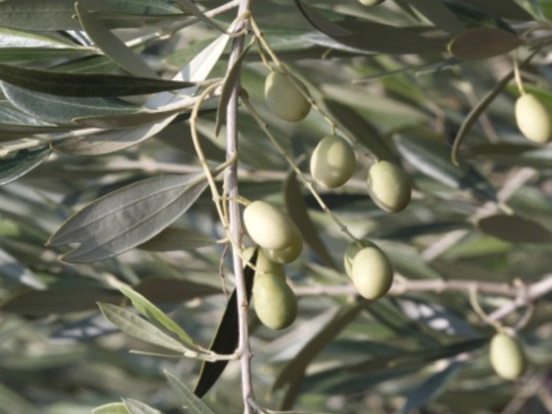 olivier à fruits blancs (1)