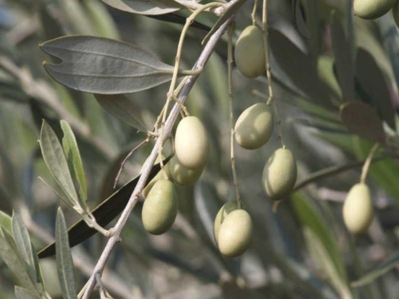 olivier à fruits blancs (2)