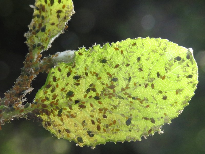 Lutter contre les pucerons, oui mais naturellement !