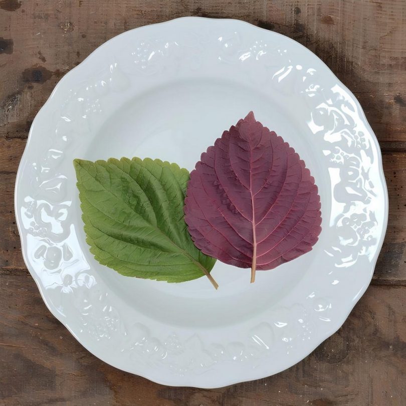 Shiso de Corée Bicolore (Perilla frutescens) Graines – Image 3
