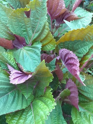 Shiso de Corée Bicolore (Perilla frutescens) Graines – Image 2