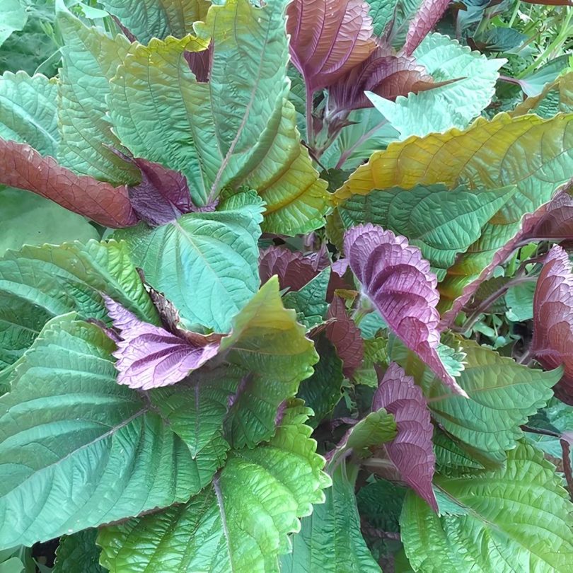 Shiso de Corée Bicolore (Perilla frutescens) Graines – Image 2