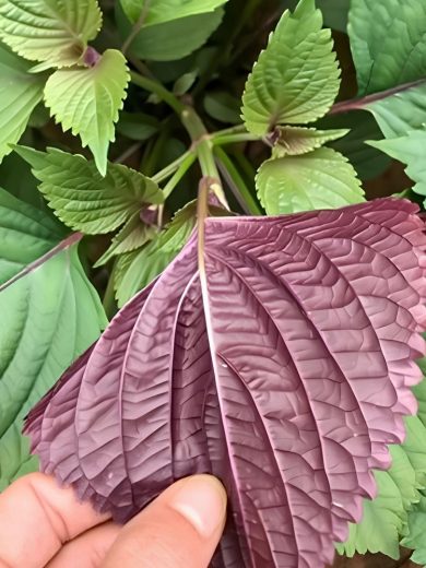 Shiso de Corée Bicolore (Perilla frutescens) Graines
