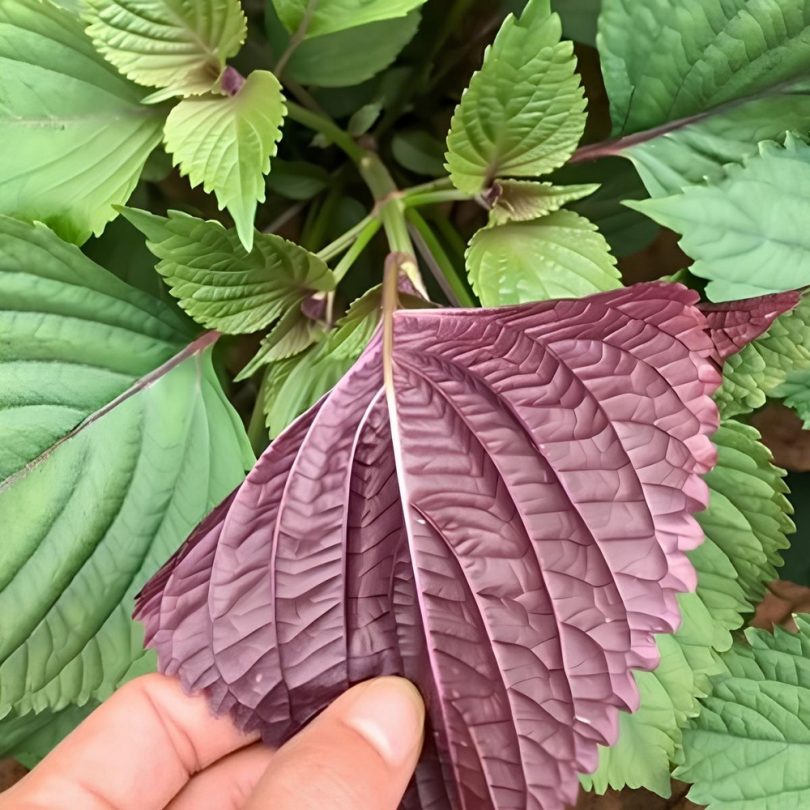 Shiso de Corée Bicolore (Perilla frutescens) Graines