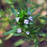 Sarriette des jardins (Satureja hortensis) Graines