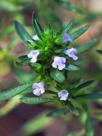 Sarriette des jardins (Satureja hortensis) Graines