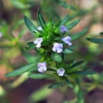 Sarriette des jardins (Satureja hortensis) Graines