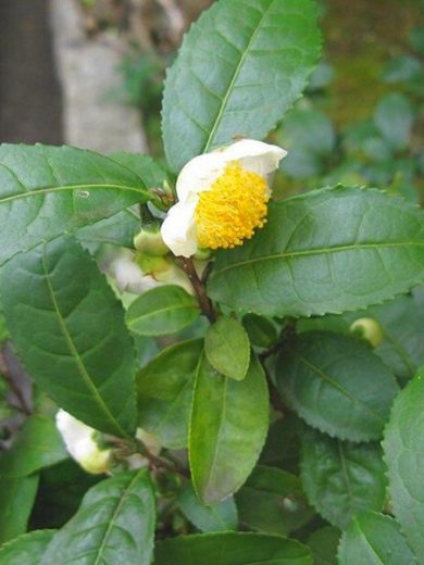 Arbre à Thé, Théier (Camellia sinensis) Plant