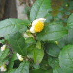 Arbre à Thé, Théier (Camellia sinensis) Plant