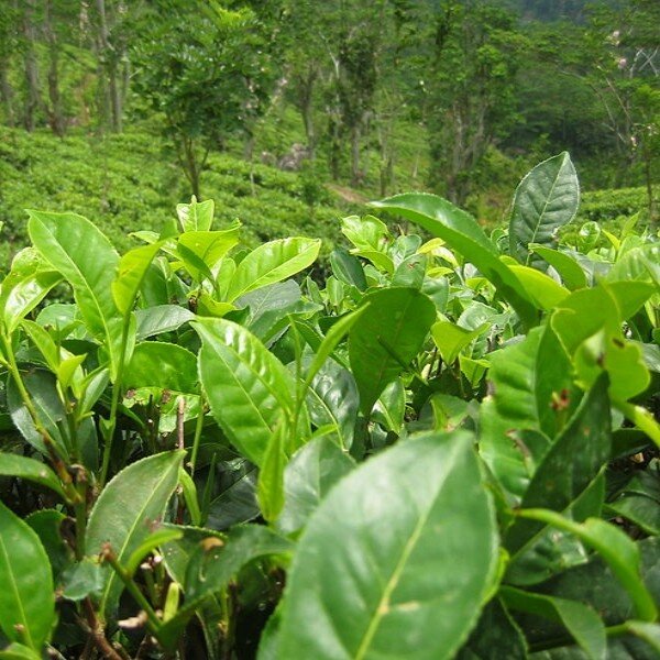 Arbre à Thé, Théier (Camellia sinensis) Plant