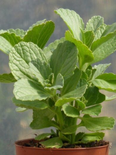 Plante anti-chat (Coleus canina) Plant