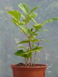 Arbre à Thé, Théier (Camellia sinensis) Plant