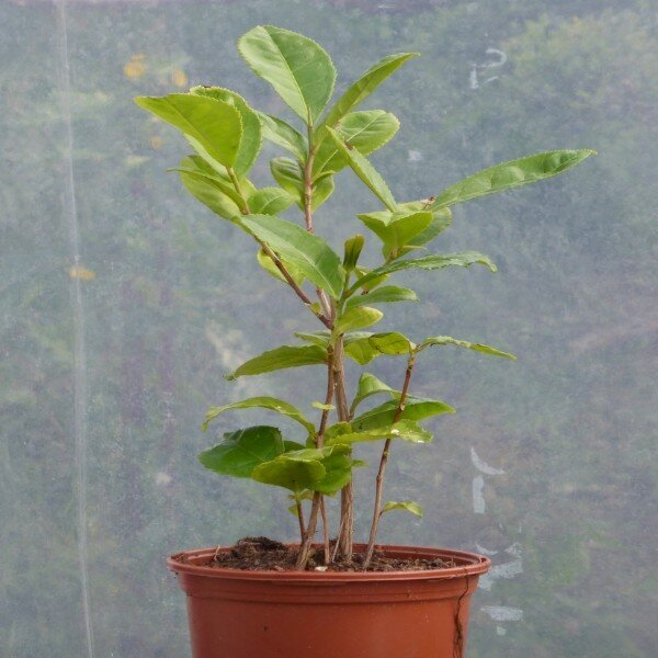Arbre à Thé, Théier (Camellia sinensis) Plant