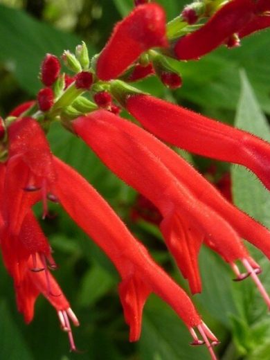 Sauge Ananas (Salvia rutilans) Plant