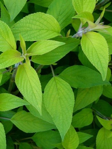 Sauge Ananas (Salvia rutilans) Plant