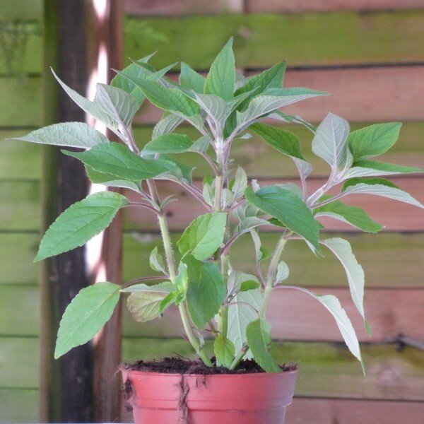 Sauge Ananas (Salvia rutilans) Plant