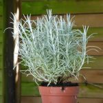 Helichrysum italicum (Immortelle d'Italie) Plant