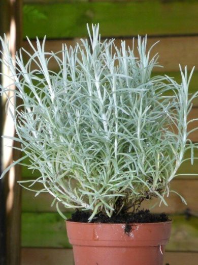 Helichrysum italicum (Immortelle d'Italie) Plant