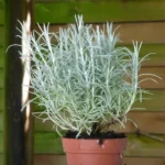 Helichrysum italicum (Immortelle d'Italie) Plant