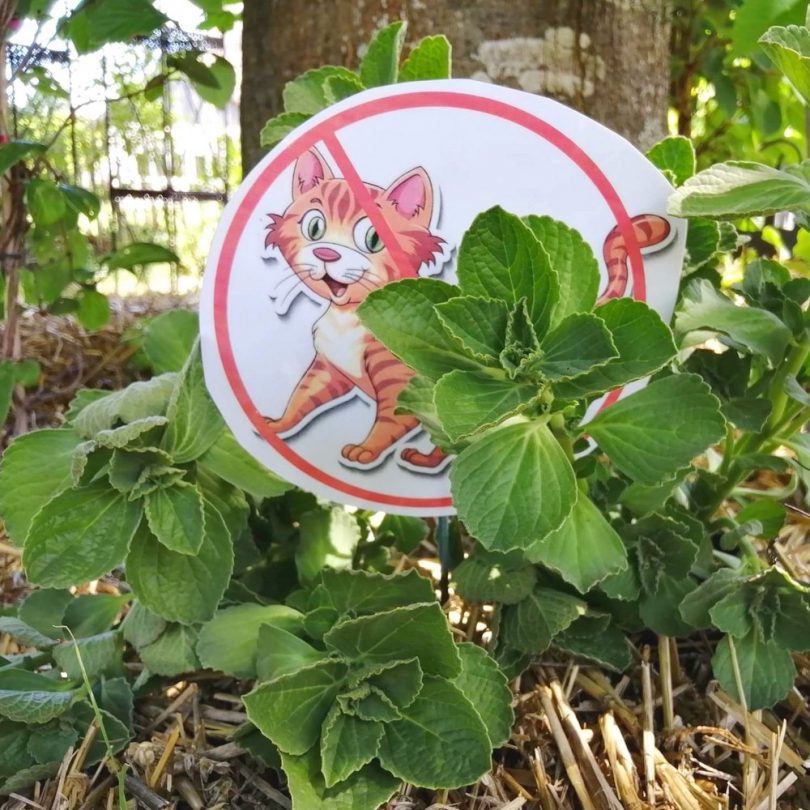 Plante anti-chat (Coleus canina) Plant