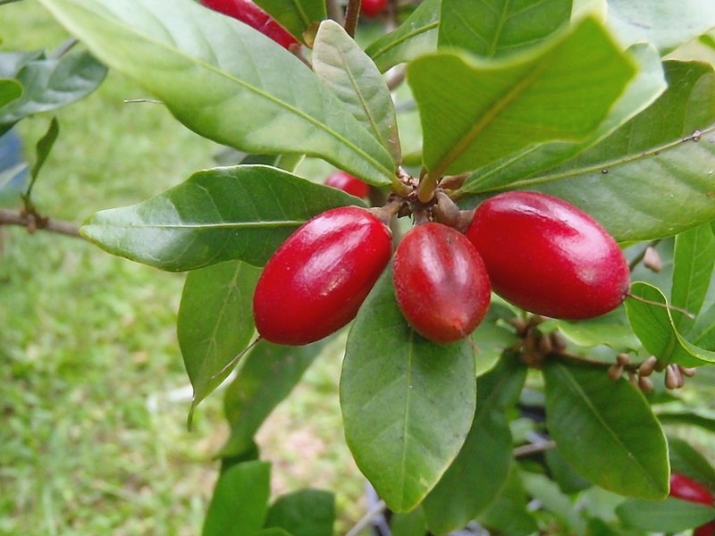 Synsepalum ducificum - acheter le fruit miracle (2)