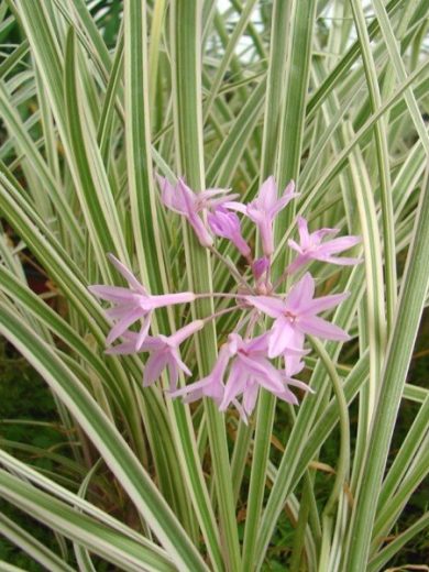 Tulbaghia panaché (Tulbaghia violacea 'Variegata') Plant