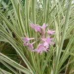 Tulbaghia panaché (Tulbaghia violacea 'Variegata') Plant