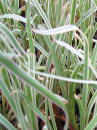 Tulbaghia panaché (Tulbaghia violacea 'Variegata') Plant