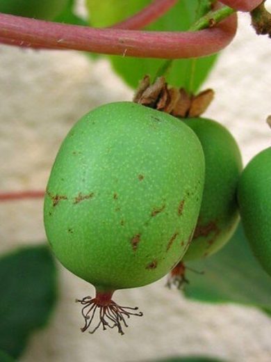 Actinidia arguta 'Super Issai' (Kiwaï autofertile, Kiwi de Sibérie) Plant
