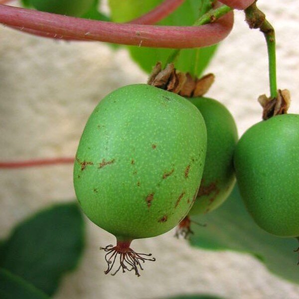 Actinidia arguta 'Super Issai' (Kiwaï autofertile, Kiwi de Sibérie) Plant